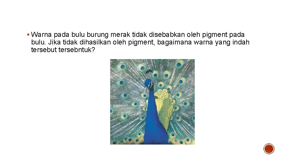 Bagaimana warna burung merak terbentuk? § Warna pada bulu burung merak tidak disebabkan oleh