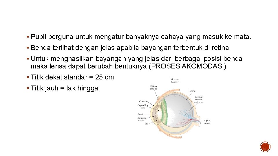 MATA § Pupil berguna untuk mengatur banyaknya cahaya yang masuk ke mata. § Benda