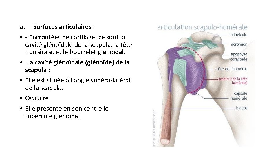 a. Surfaces articulaires : • - Encroûtées de cartilage, ce sont la cavité glénoïdale