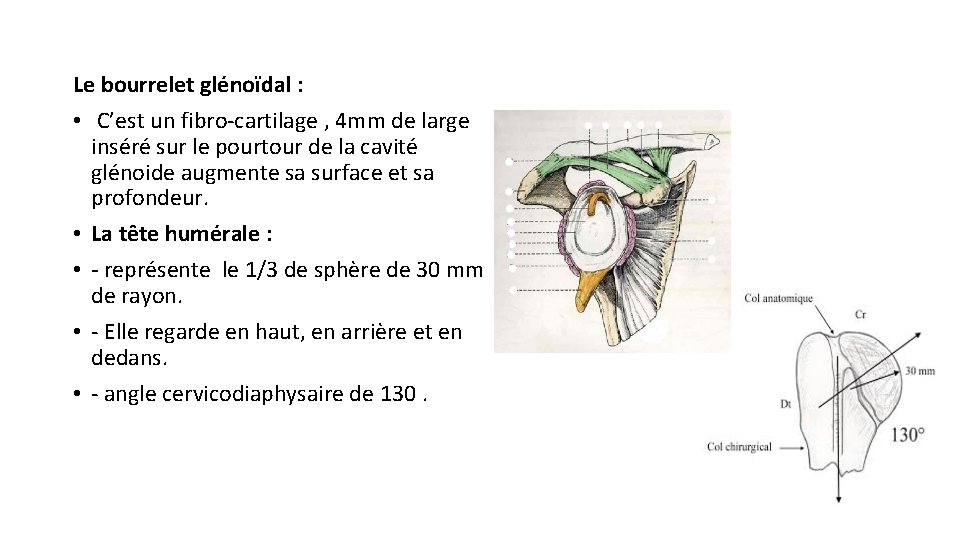 Le bourrelet glénoïdal : • C’est un fibro-cartilage , 4 mm de large inséré