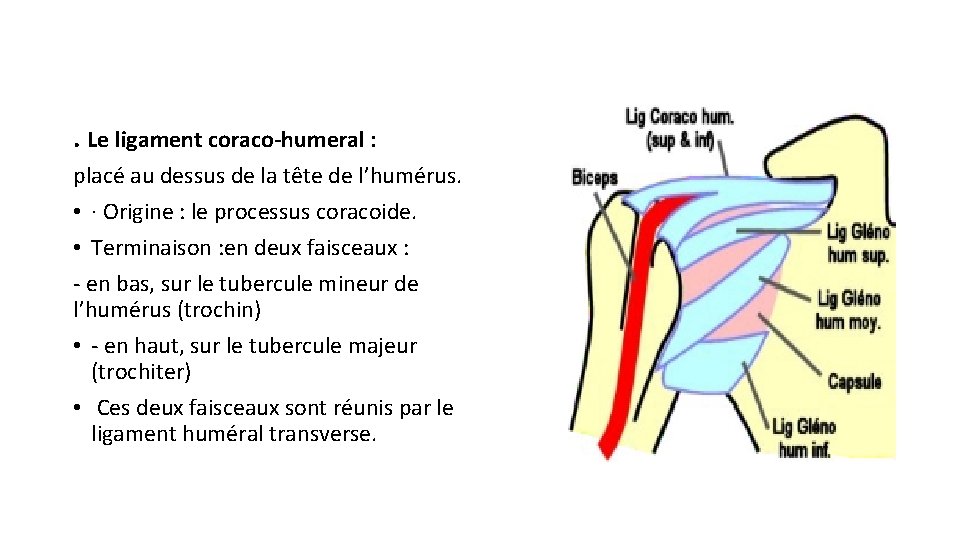 . Le ligament coraco-humeral : placé au dessus de la tête de l’humérus. •