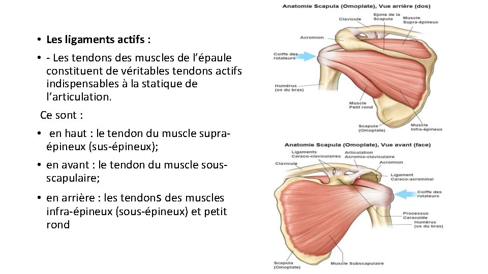  • Les ligaments actifs : • - Les tendons des muscles de l’épaule