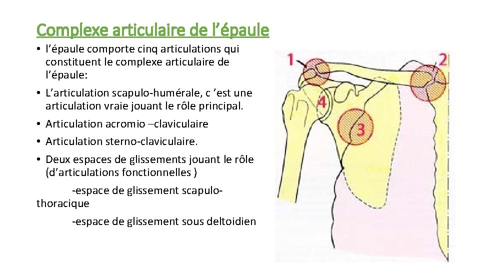 Complexe articulaire de l’épaule • l’épaule comporte cinq articulations qui constituent le complexe articulaire