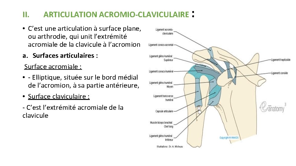 II. ARTICULATION ACROMIO-CLAVICULAIRE : • C’est une articulation à surface plane, ou arthrodie, qui