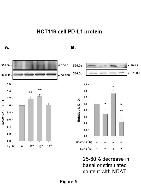 HCT 116 cell PD-L 1 protein A. B. 50 k. Da - ◄ PD-L