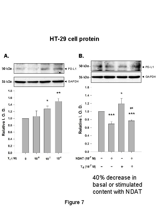 HT-29 cell protein A. 50 k. Da - 36 k. Da - B. ◄