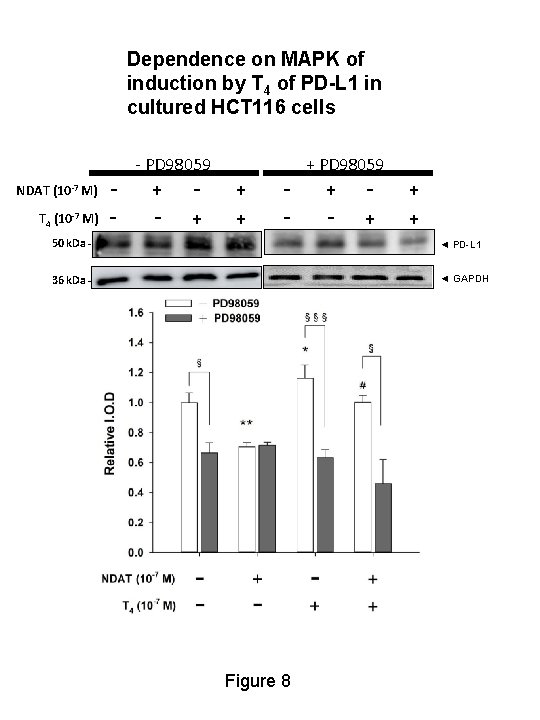 Dependence on MAPK of induction by T 4 of PD-L 1 in cultured HCT