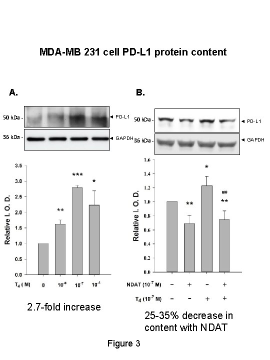 MDA-MB 231 cell PD-L 1 protein content A. B. 50 k. Da - ◄