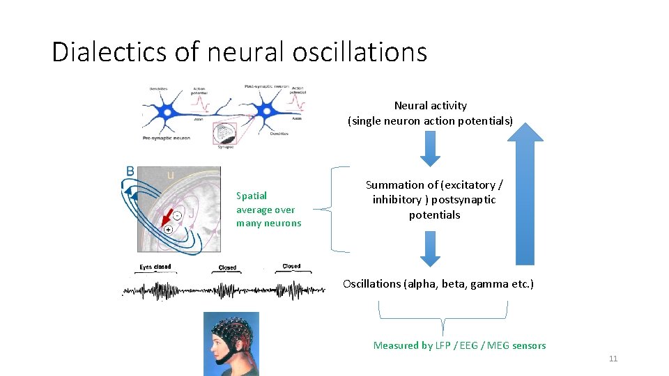 Dialectics of neural oscillations Neural activity (single neuron action potentials) Spatial average over many