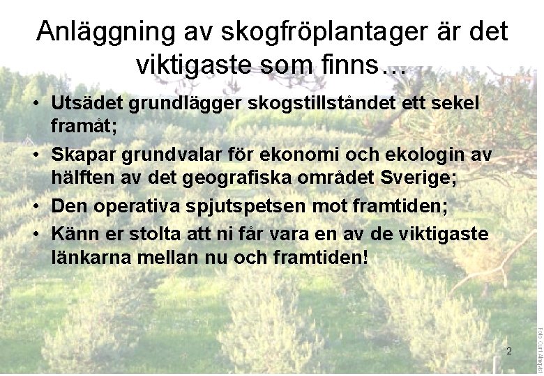 Anläggning av skogfröplantager är det viktigaste som finns… • Utsädet grundlägger skogstillståndet ett sekel