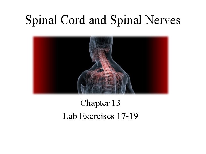 Spinal Cord and Spinal Nerves Chapter 13 Lab Exercises 17 -19 