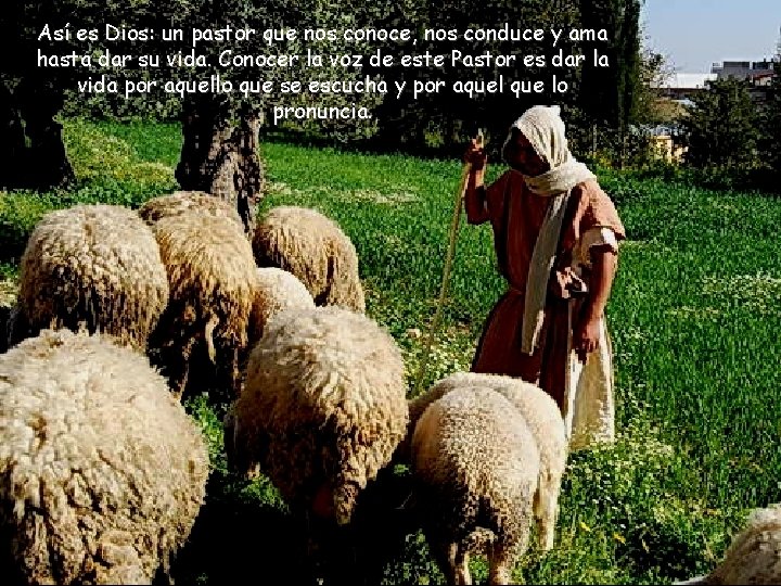 Así es Dios: un pastor que nos conoce, nos conduce y ama hasta dar