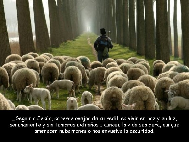 …Seguir a Jesús, saberse ovejas de su redil, es vivir en paz y en