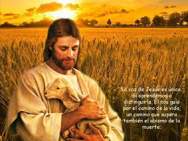 La voz de Jesús es única. Si aprendemos a distinguirla, Él nos guía por