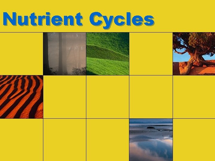 Nutrient Cycles 