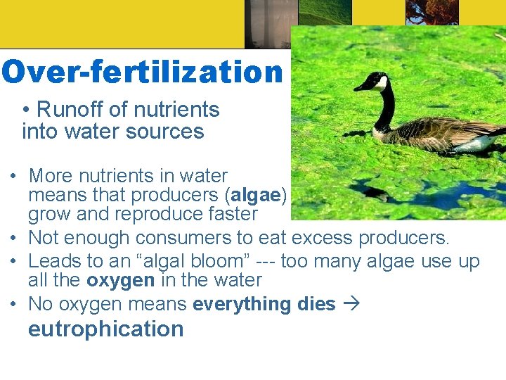Over-fertilization • Runoff of nutrients into water sources • More nutrients in water means