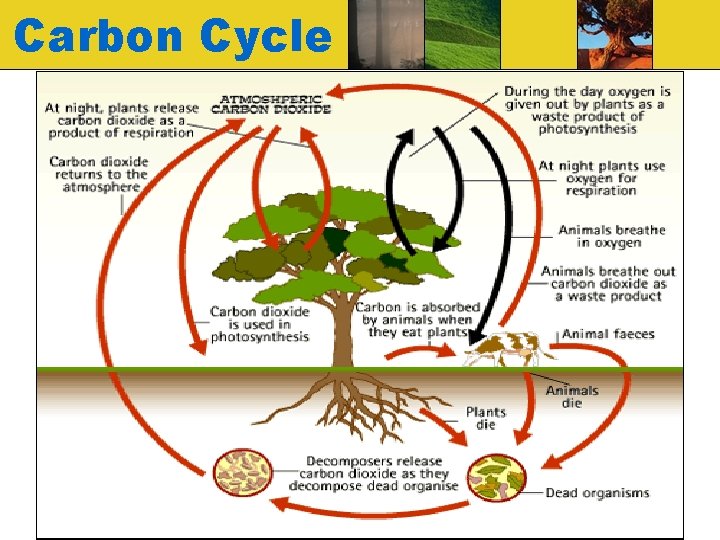 Carbon Cycle 