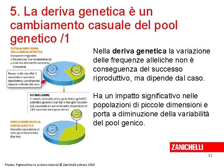 5. La deriva genetica è un cambiamento casuale del pool genetico /1 Nella deriva