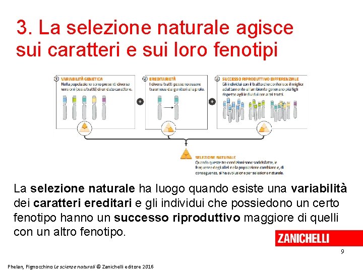 3. La selezione naturale agisce sui caratteri e sui loro fenotipi La selezione naturale