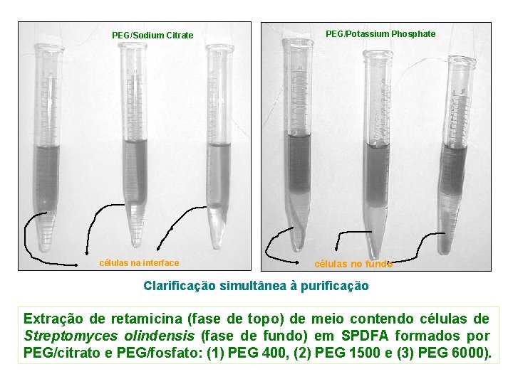 PEG/Sodium Citrate células na interface PEG/Potassium Phosphate células no fundo Clarificação simultânea à purificação