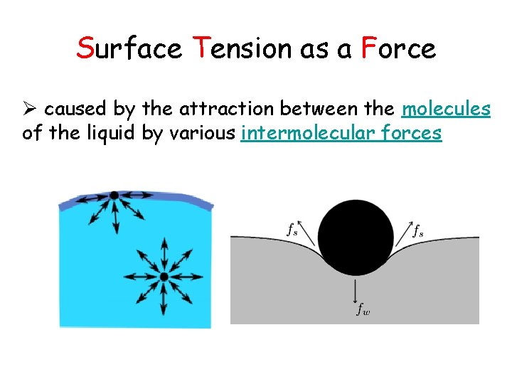 Surface Tension as a Force Ø caused by the attraction between the molecules of