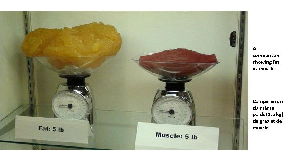 A comparison showing fat vs muscle Comparaison du même poids (2, 5 kg) de