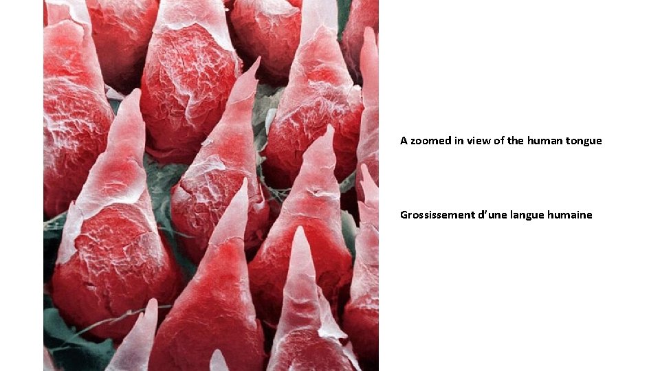 A zoomed in view of the human tongue Grossissement d’une langue humaine 