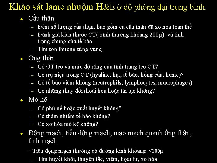 Khảo sát lame nhuộm H&E ở độ phóng đại trung bình: l Cầu thận