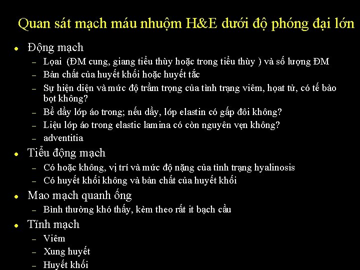 Quan sát mạch máu nhuộm H&E dưới độ phóng đại lớn l Động mạch