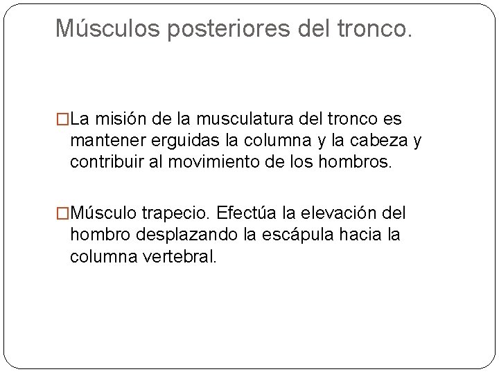 Músculos posteriores del tronco. �La misión de la musculatura del tronco es mantener erguidas