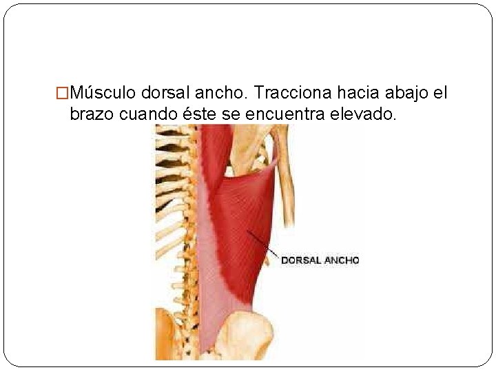 �Músculo dorsal ancho. Tracciona hacia abajo el brazo cuando éste se encuentra elevado. 