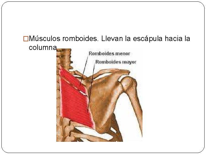 �Músculos romboides. Llevan la escápula hacia la columna. 