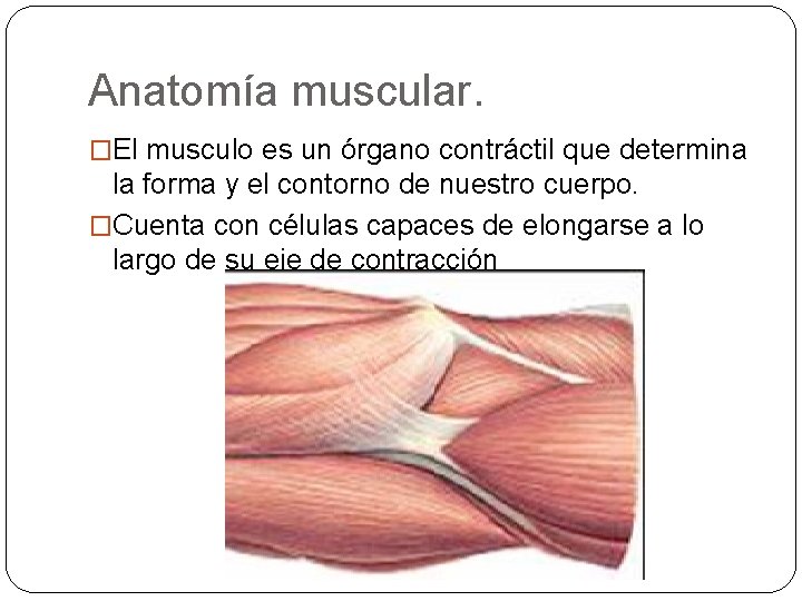 Anatomía muscular. �El musculo es un órgano contráctil que determina la forma y el