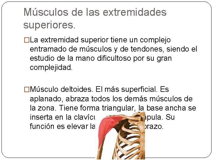 Músculos de las extremidades superiores. �La extremidad superior tiene un complejo entramado de músculos