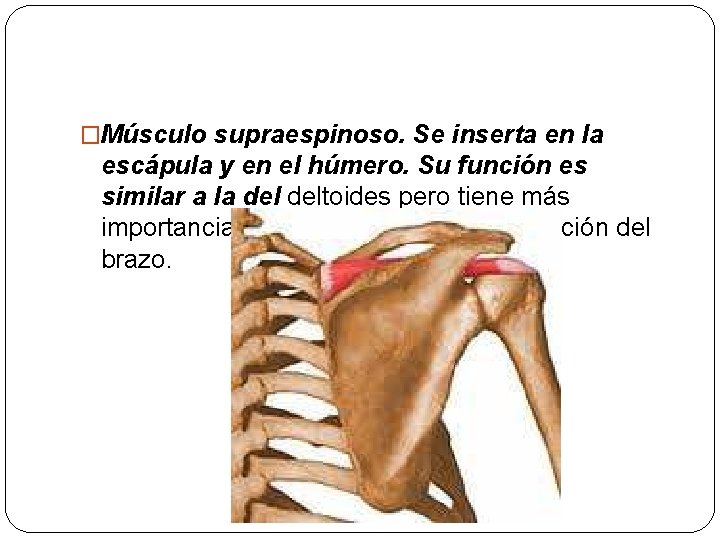 �Músculo supraespinoso. Se inserta en la escápula y en el húmero. Su función es