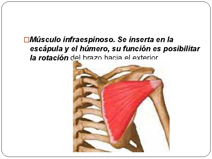 �Músculo infraespinoso. Se inserta en la escápula y el húmero, su función es posibilitar