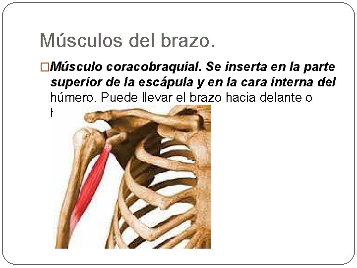 Músculos del brazo. �Músculo coracobraquial. Se inserta en la parte superior de la escápula