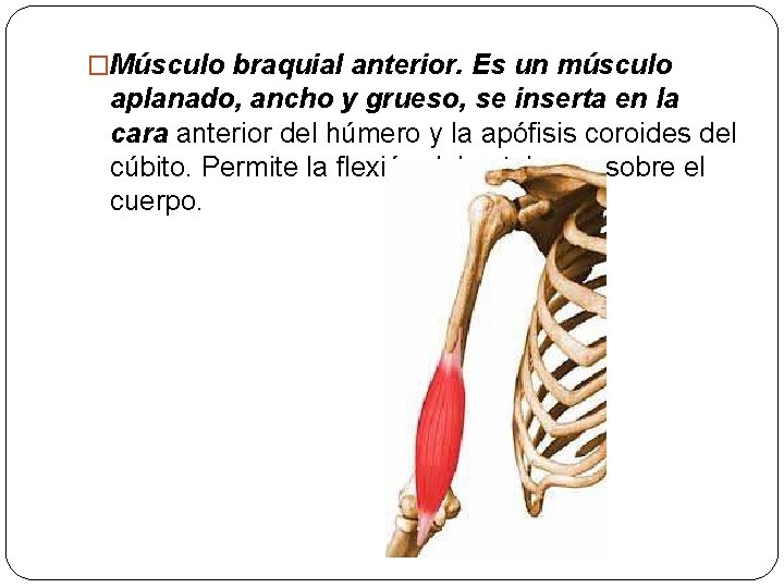 �Músculo braquial anterior. Es un músculo aplanado, ancho y grueso, se inserta en la