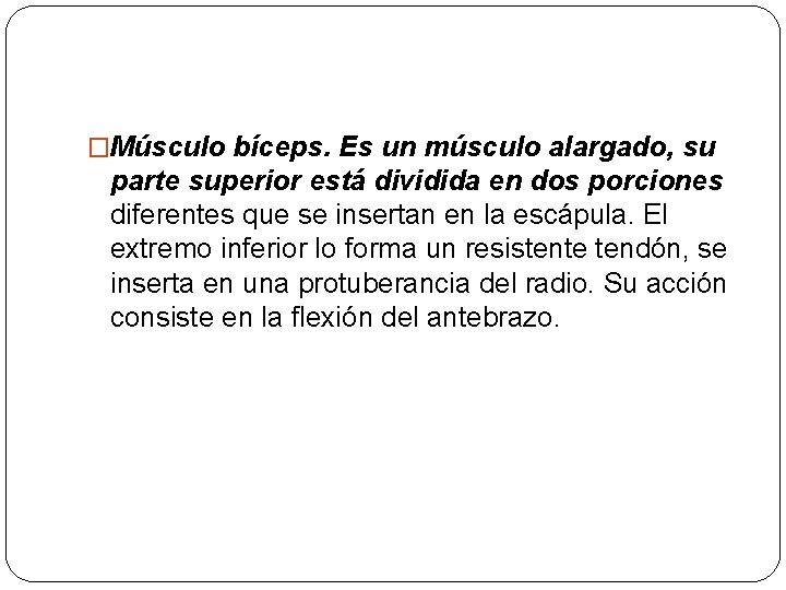 �Músculo bíceps. Es un músculo alargado, su parte superior está dividida en dos porciones