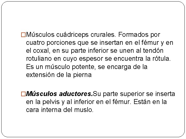 �Músculos cuádriceps crurales. Formados por cuatro porciones que se insertan en el fémur y