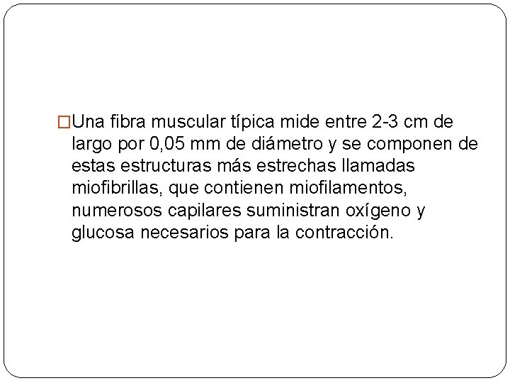 �Una fibra muscular típica mide entre 2 -3 cm de largo por 0, 05