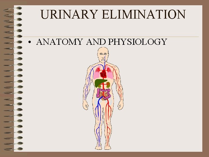 URINARY ELIMINATION • ANATOMY AND PHYSIOLOGY 