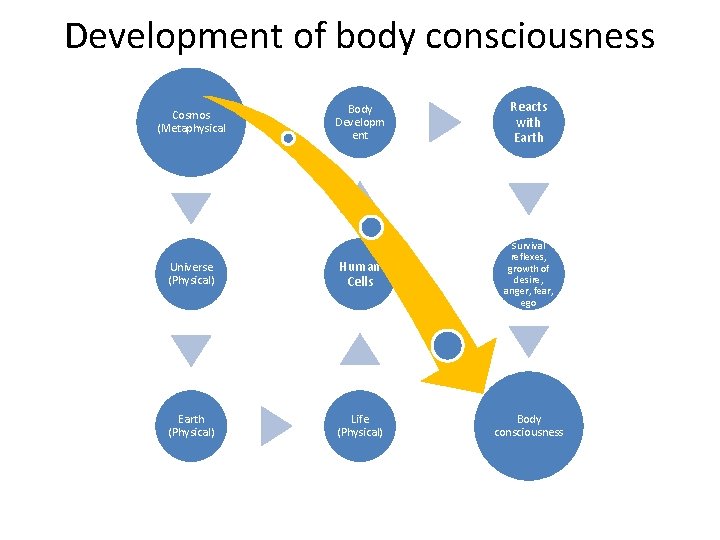 Development of body consciousness Body Developm ent Reacts with Earth Universe (Physical) Human Cells