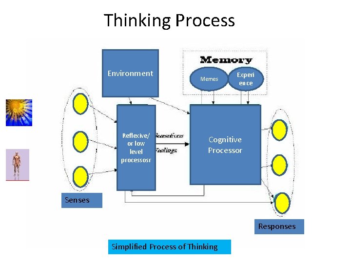 Thinking Process Environment Reflexive/ or low level processosr Memes Experi ence Cognitive Processor Senses