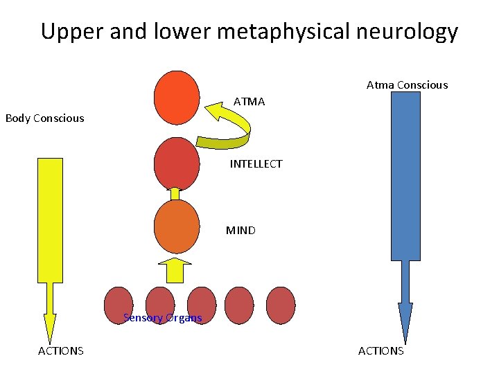 Upper and lower metaphysical neurology Atma Conscious ATMA Body Conscious INTELLECT MIND Sensory Organs
