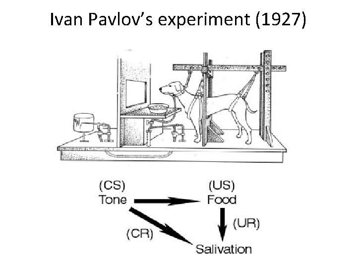 Ivan Pavlov’s experiment (1927) 