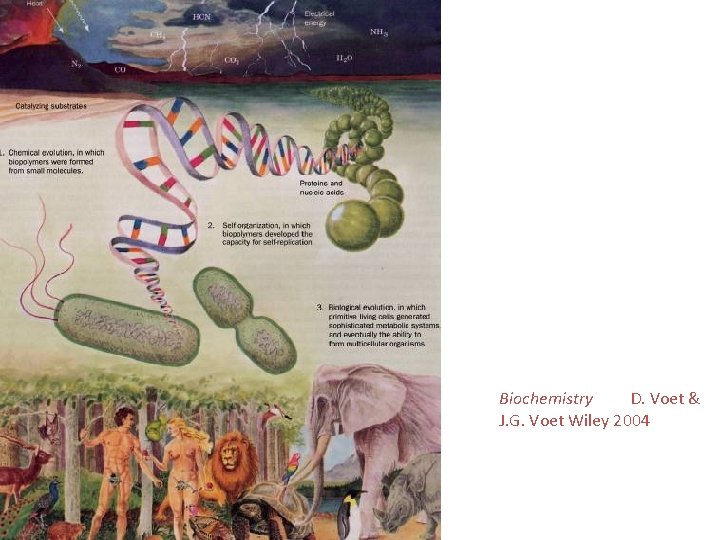 Biochemistry D. Voet & J. G. Voet Wiley 2004 