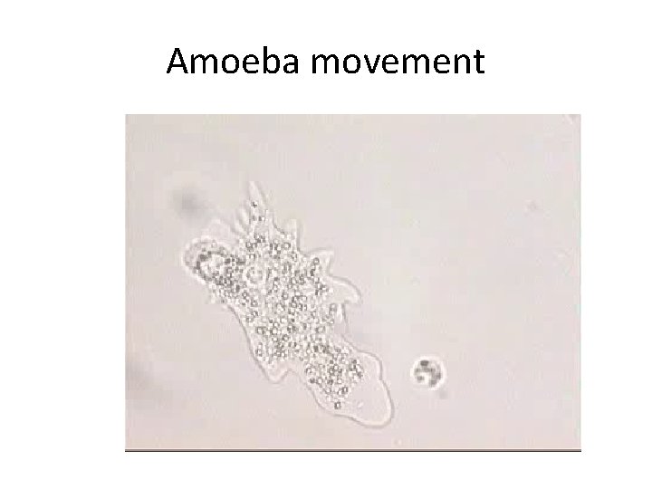 Amoeba movement 