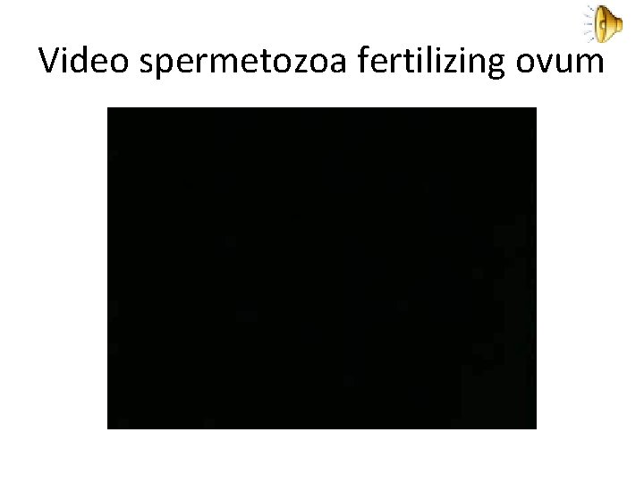Video spermetozoa fertilizing ovum 