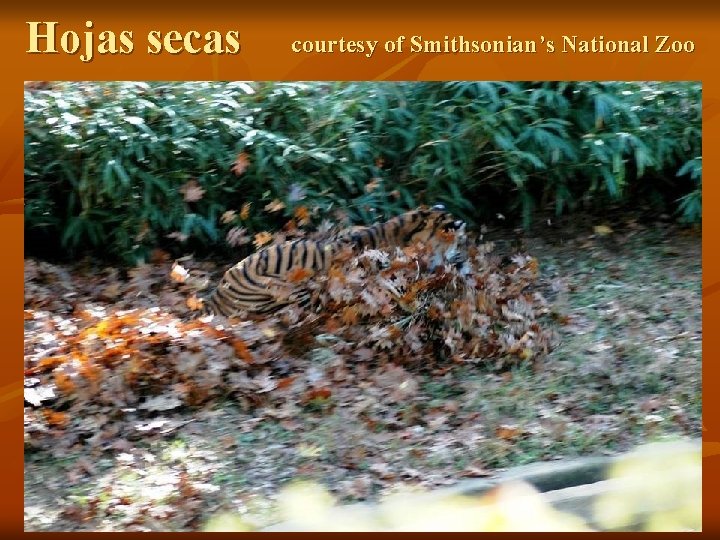 Hojas secas courtesy of Smithsonian’s National Zoo 